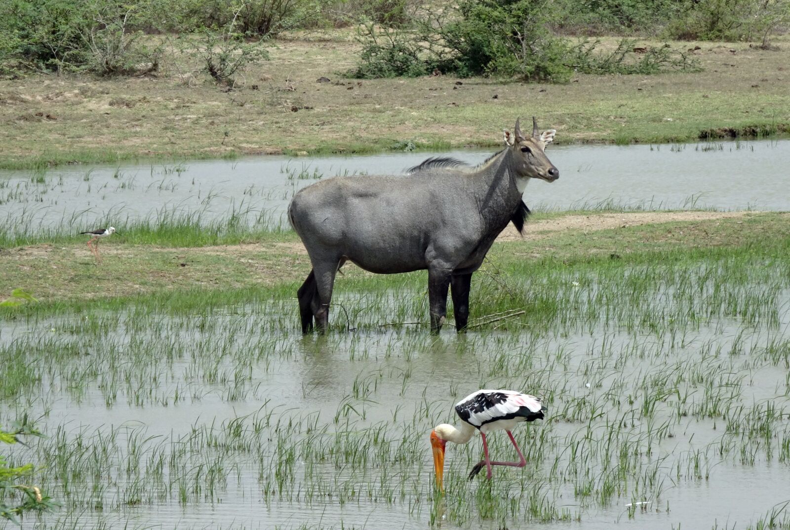 Sony Cyber-shot DSC-HX90V sample photo. Animal, wild, nilgai photography