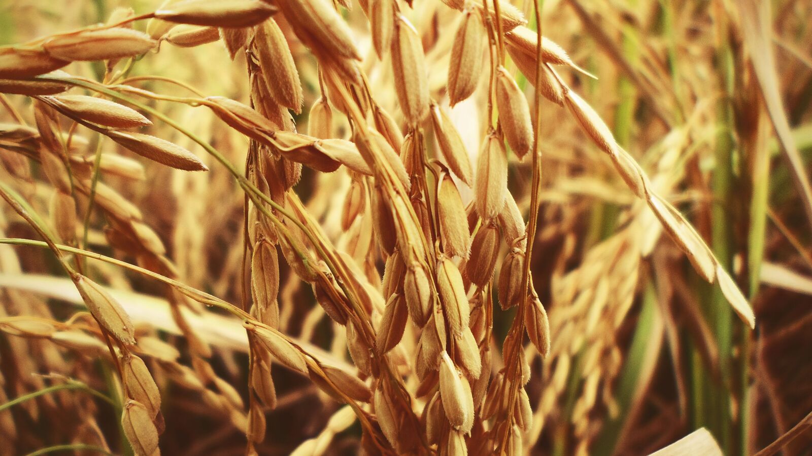 Samsung ES95 sample photo. Rice, paddy, cultivation photography