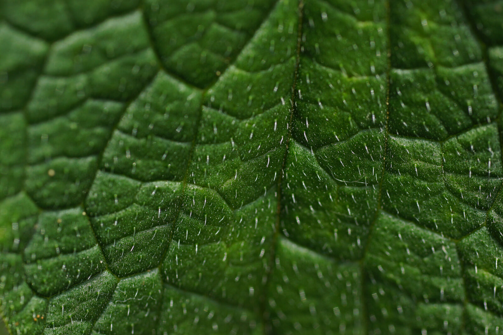 Sony SLT-A77 sample photo. Green, leaf, macro, nature photography