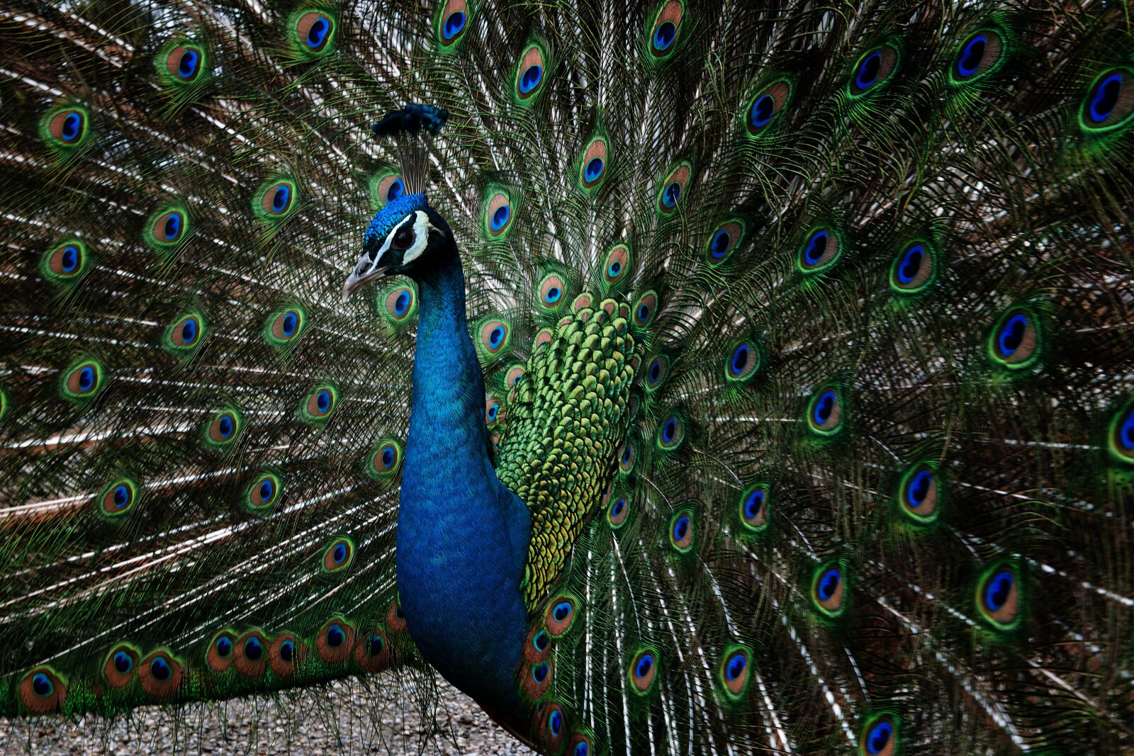 Nikon D3X sample photo. Peacock, feather, bird photography