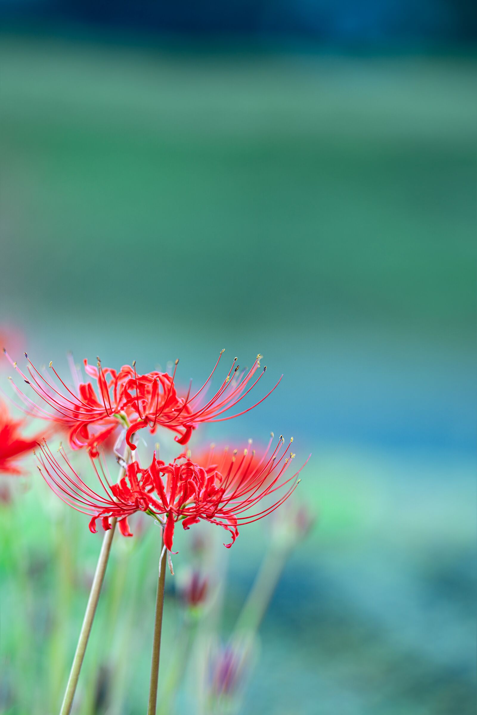 Sony a7R IV sample photo. Field, flowers, red spider photography