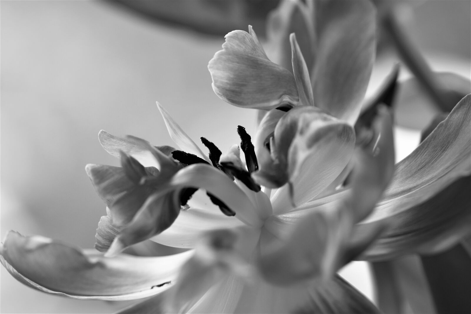 Nikon D5500 sample photo. Tulip, nature, flower photography