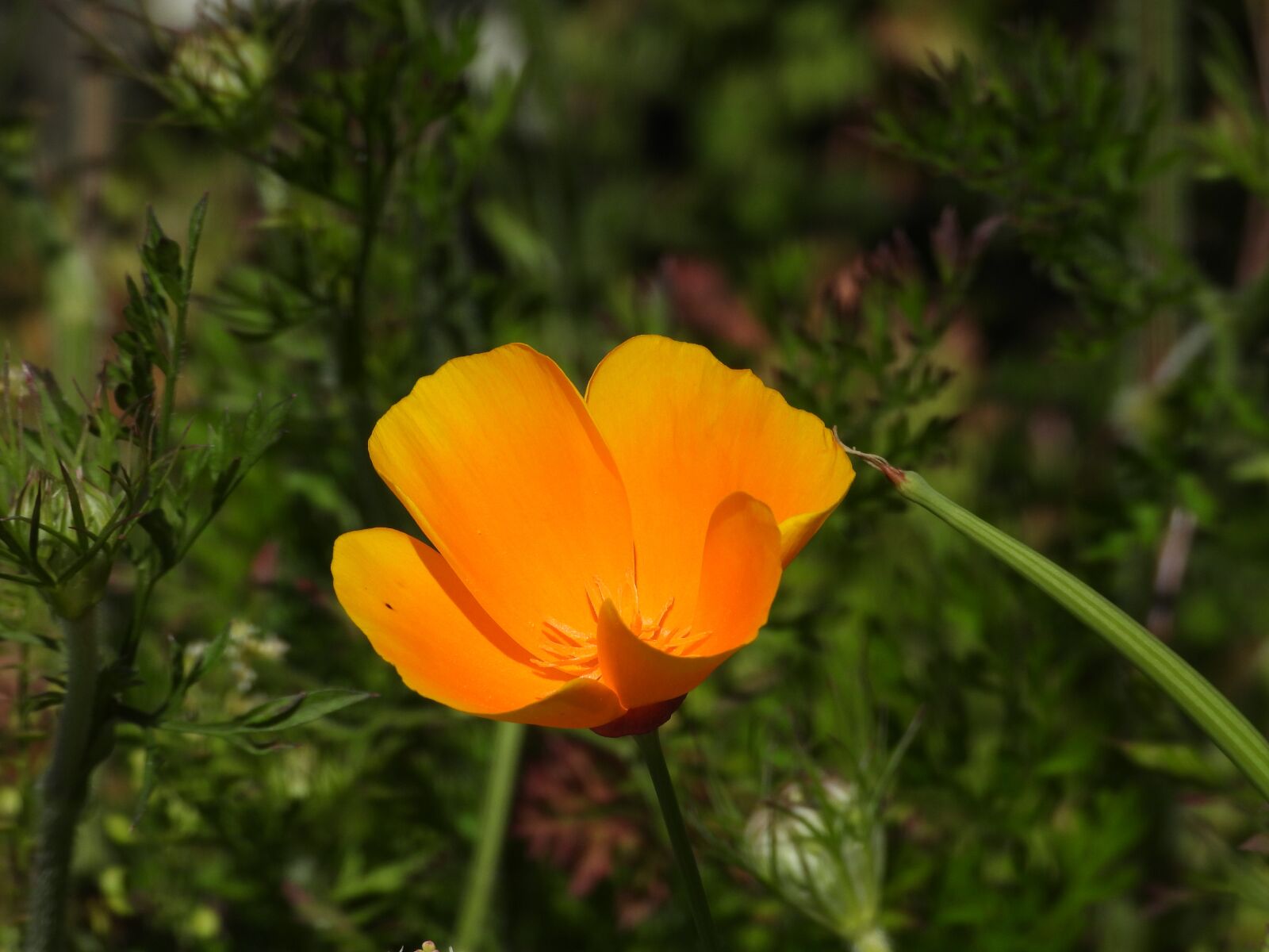 Nikon Coolpix P1000 sample photo. Flower, orange, bloom photography