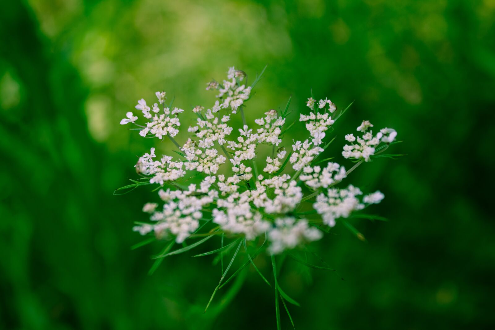 Canon EOS 1300D (EOS Rebel T6 / EOS Kiss X80) sample photo. Flower, white, green photography