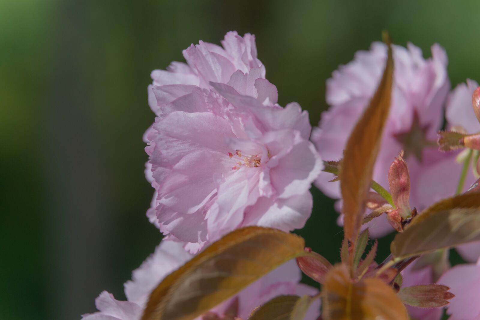 Nikon D3300 sample photo. Flower, pink, wood photography