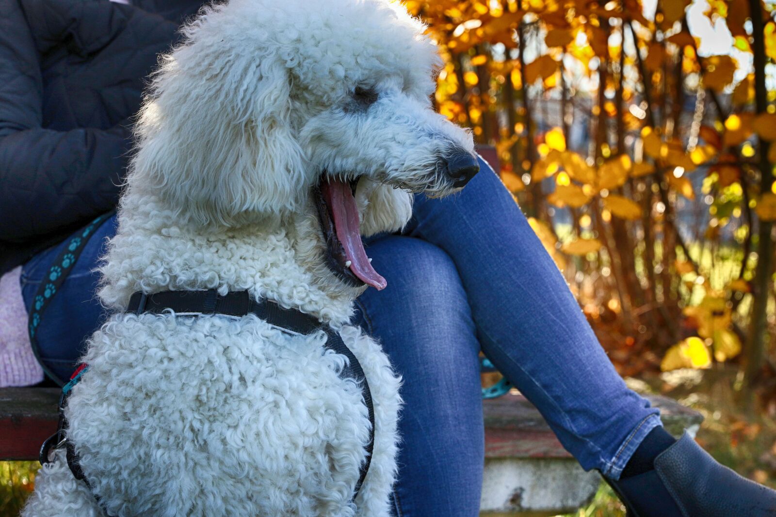 Canon EOS 7D Mark II sample photo. Puddle, dog, animal photography