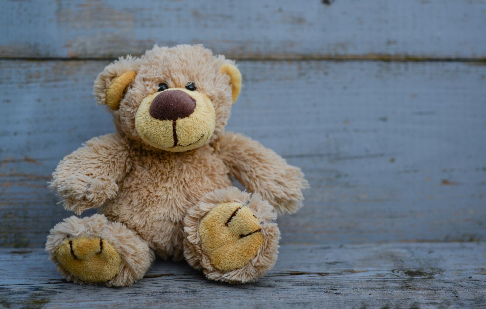 Nikon D610 sample photo. Bear, stuffed, teddy photography