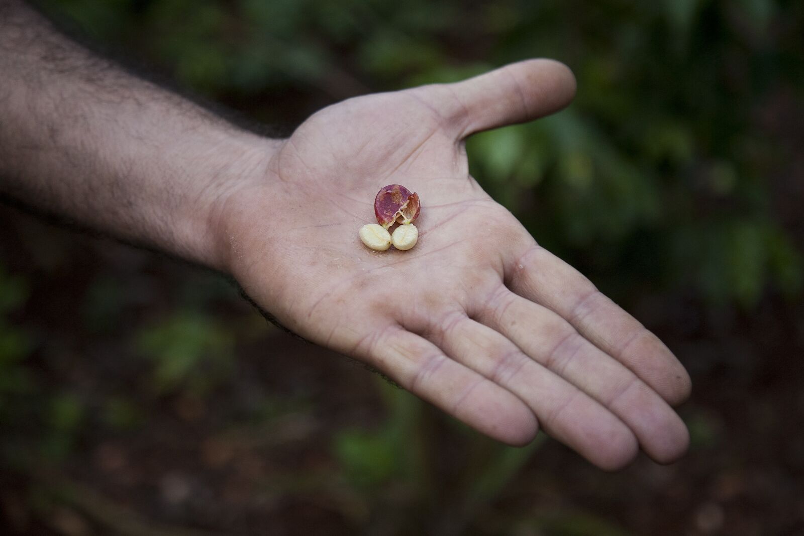 Canon EOS 5D sample photo. Coffee beans, coffee plantation photography