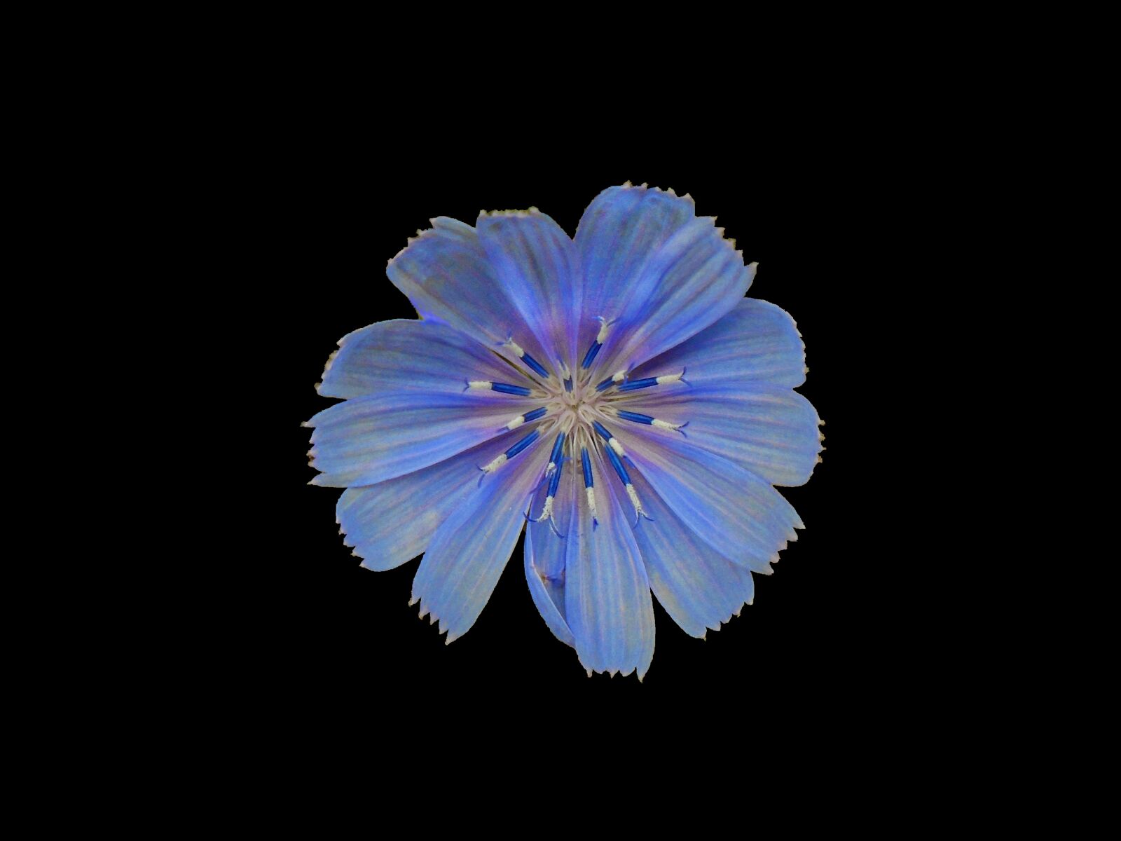 Sony Cyber-shot DSC-W800 sample photo. Wildflower, blue, meadow photography