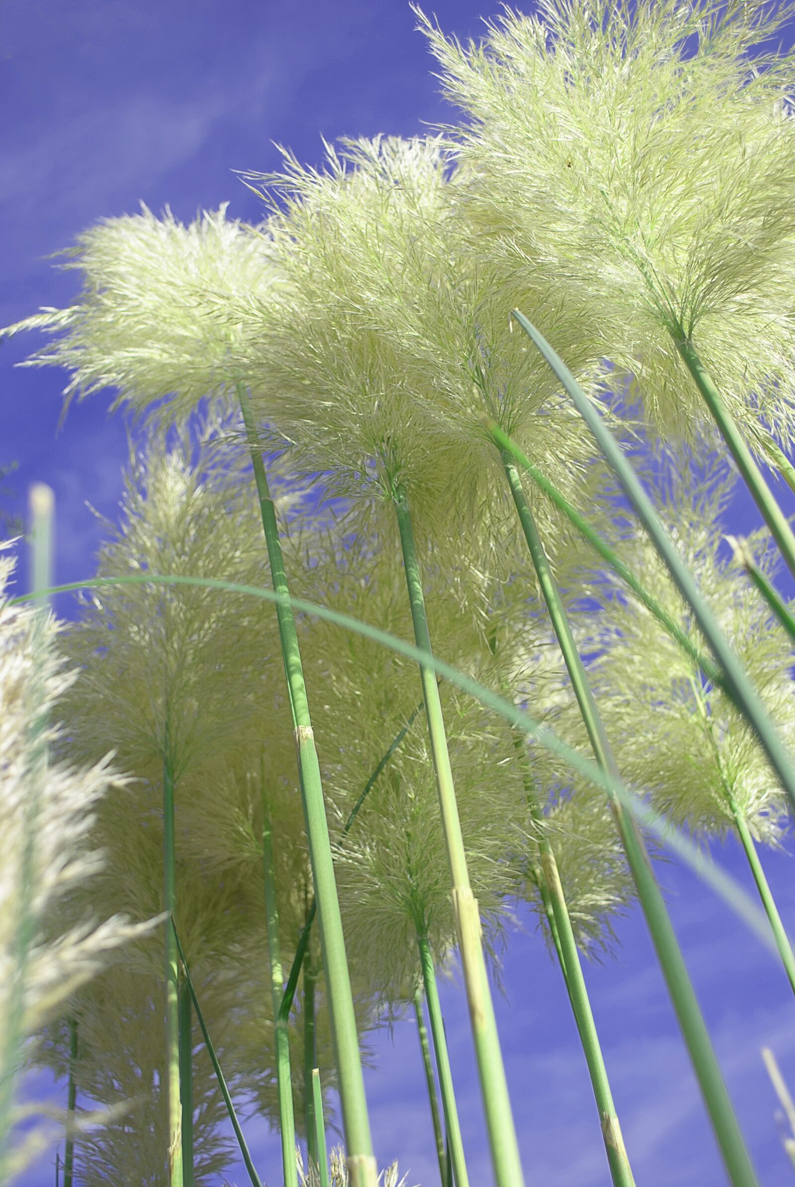 Nikon D3000 sample photo. Pampas grass, ornamental grasses photography