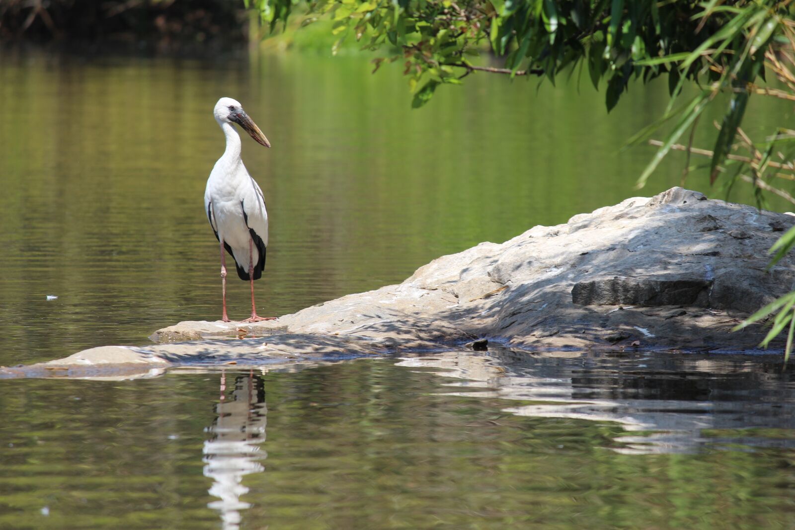 Canon EOS 1200D (EOS Rebel T5 / EOS Kiss X70 / EOS Hi) sample photo. Birds, water, stork photography