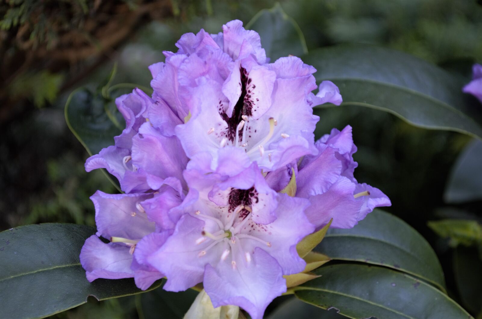 Nikon D5100 sample photo. Nature, plant, sheet photography