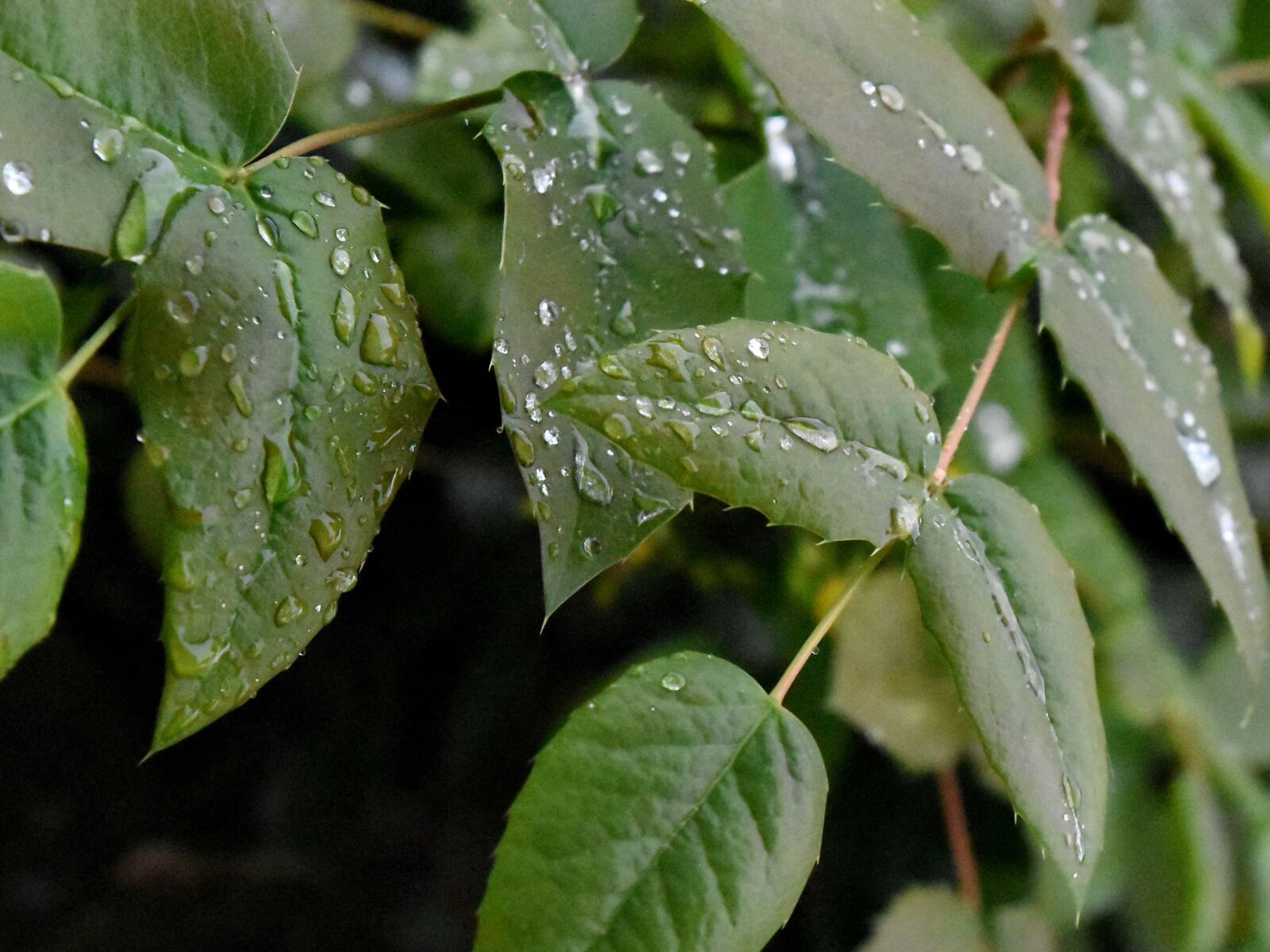 Nikon D5500 sample photo. Ecology, green leaf, greenish photography