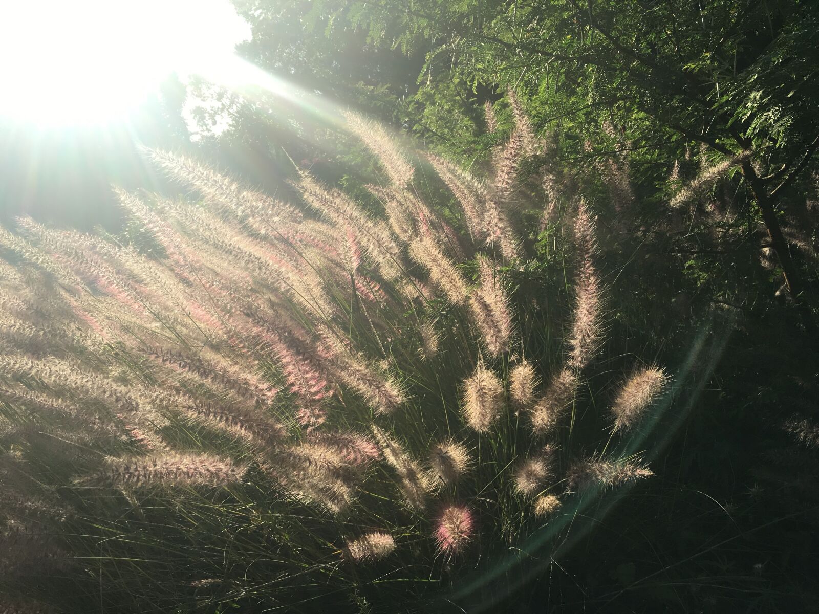 Apple iPhone 6s Plus sample photo. Backlight, grass, pink, swaying photography