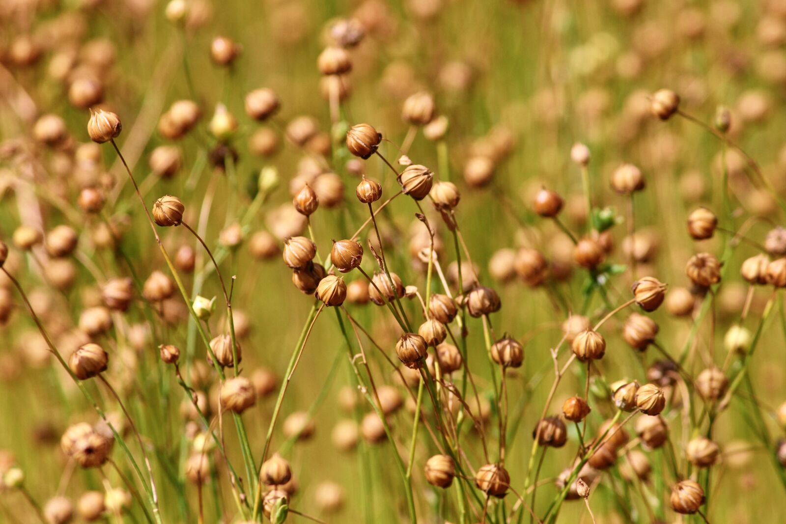 Canon EOS 1100D (EOS Rebel T3 / EOS Kiss X50) sample photo. Flax, linum usitatissimum, encapsulate photography