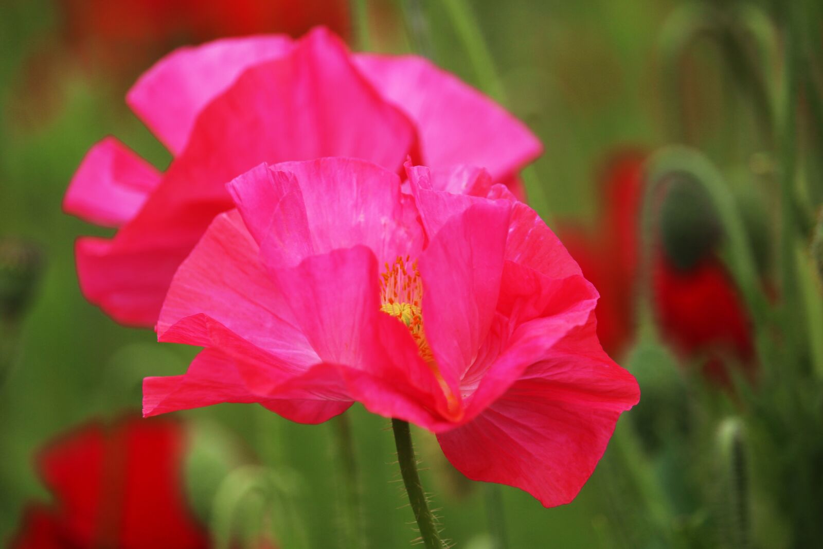 Canon EOS 700D (EOS Rebel T5i / EOS Kiss X7i) + Canon EF-S 55-250mm F4-5.6 IS STM sample photo. Poppies, pink poppies, pink photography