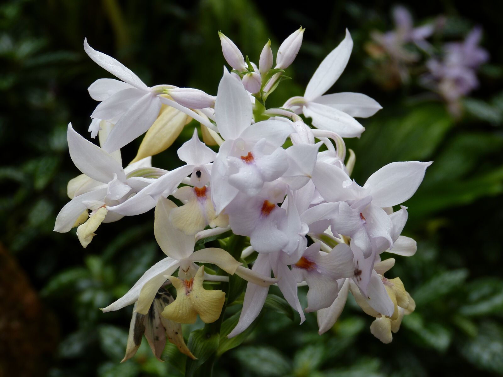 Panasonic Lumix DMC-FZ150 sample photo. Orchid, flower, blossom photography
