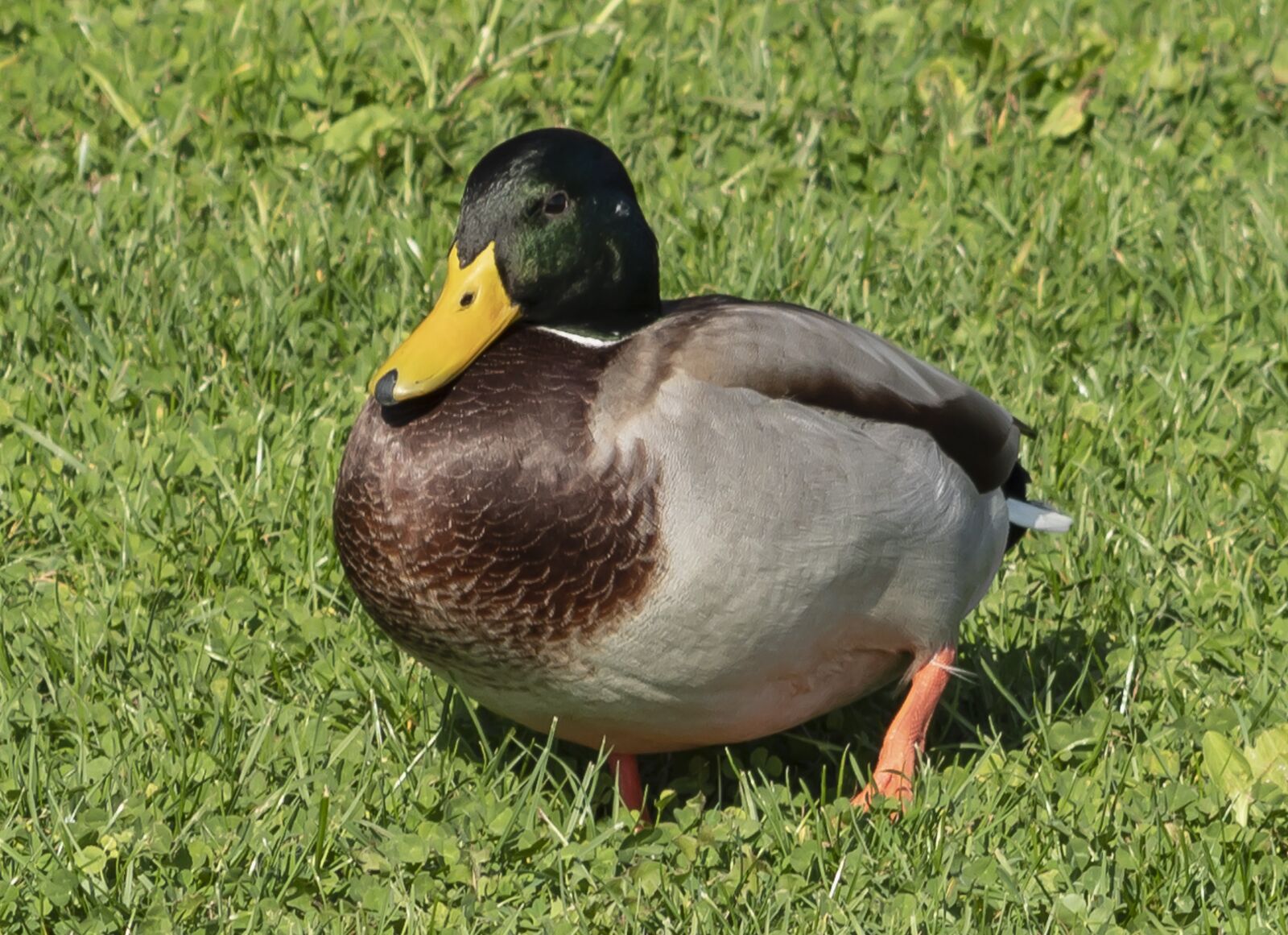 Canon EOS 1300D (EOS Rebel T6 / EOS Kiss X80) sample photo. Wild ducks, duck, water photography