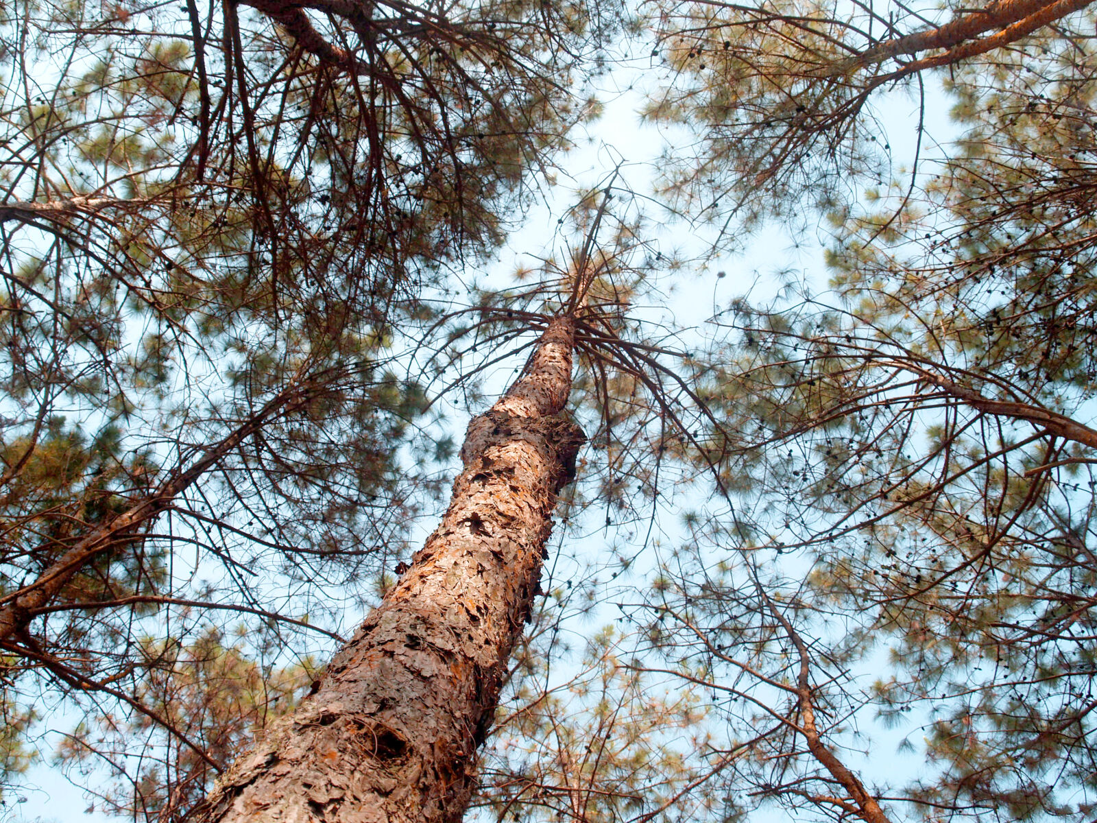 Olympus E-300 (EVOLT E-300) sample photo. Brown, tall, trees, under photography