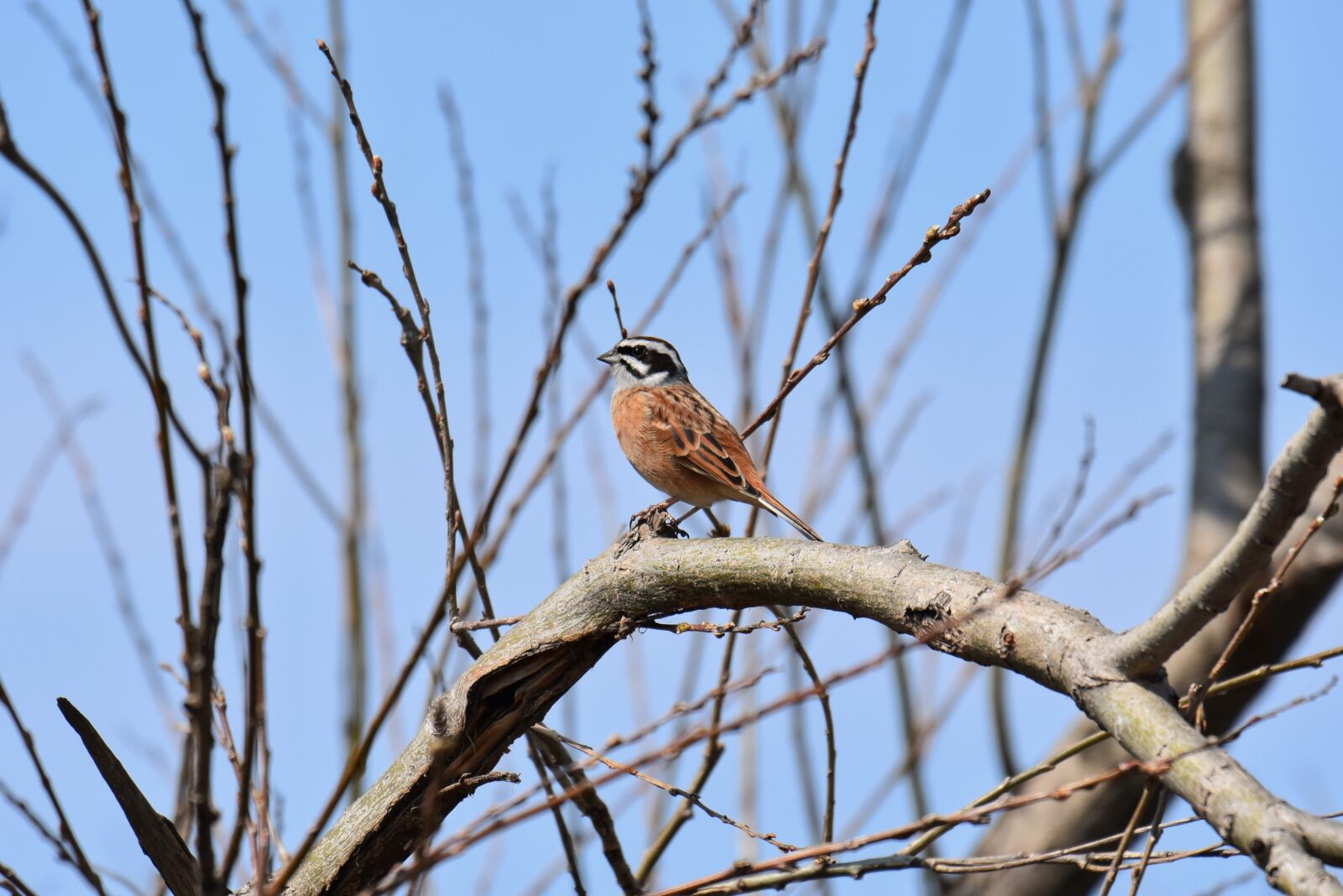 Nikon D7200 sample photo. Animal, forest, wood photography