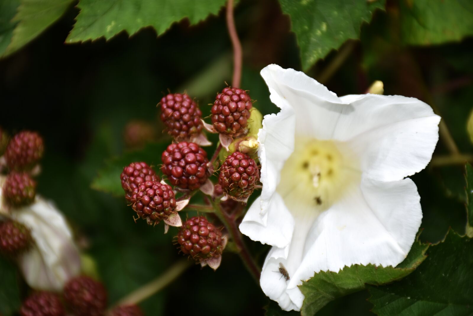 Nikon D7200 sample photo. Blackberries, rubus, fruit photography