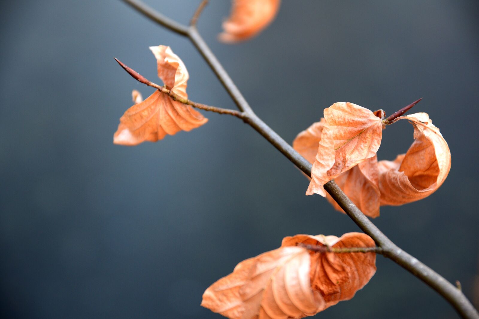 Nikon D3300 sample photo. Nature, sheet, outdoor photography