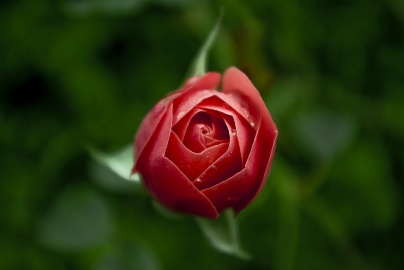 Pentax K10D sample photo. Rose, flower, blossom photography