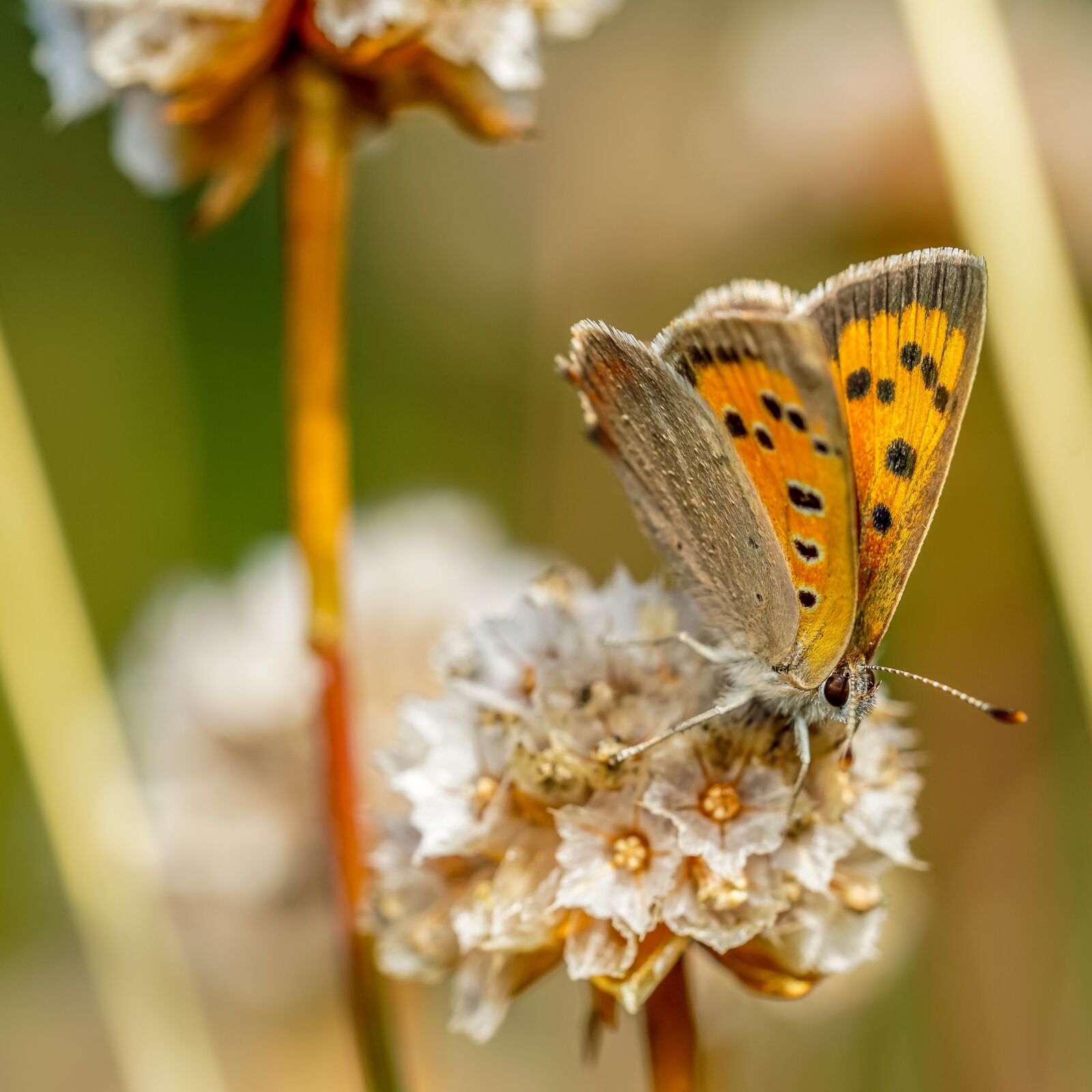 Sony a6000 + Sony FE 90mm F2.8 Macro G OSS sample photo. Butterfly, summer, nature photography