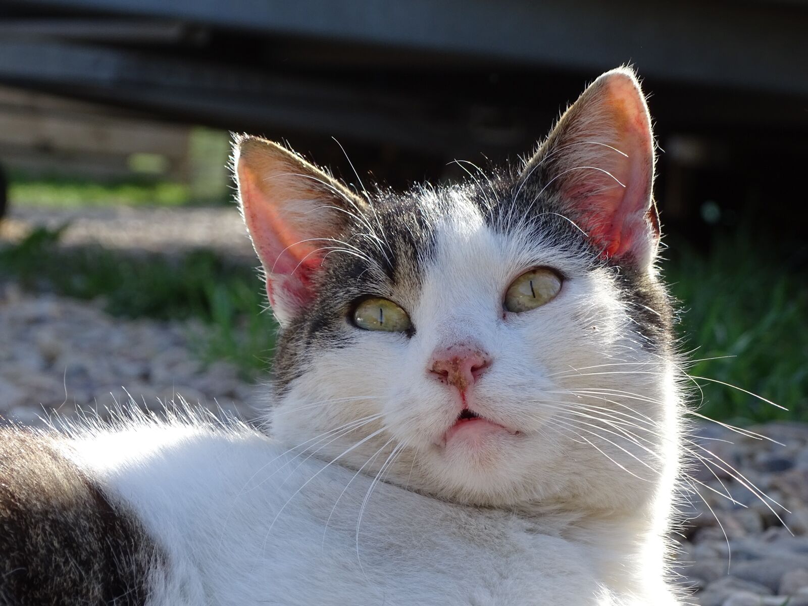 Sony Cyber-shot DSC-HX400V sample photo. Cat, cute, pet photography