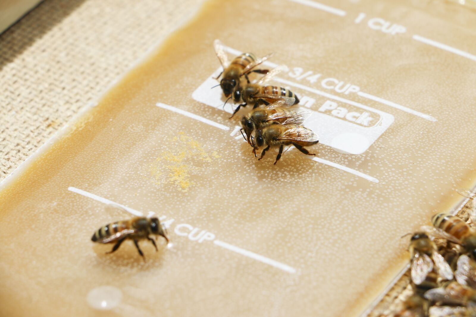 Canon EOS 70D sample photo. Honey bees, sugar water photography