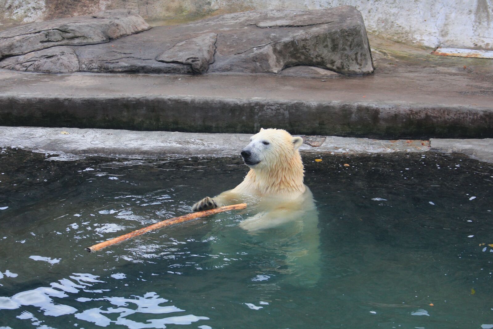 Canon EOS 700D (EOS Rebel T5i / EOS Kiss X7i) sample photo. Bear, zoo, wildlife photography