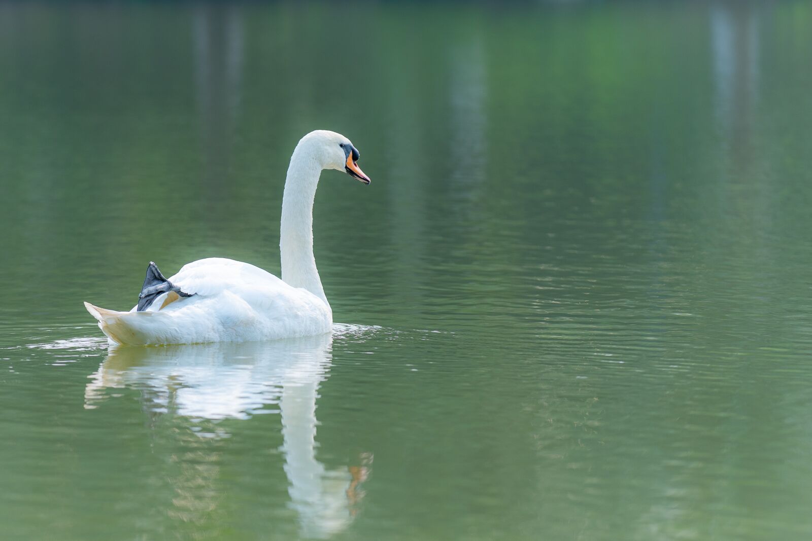 Nikon D810 sample photo. Swan, outdoor, water photography