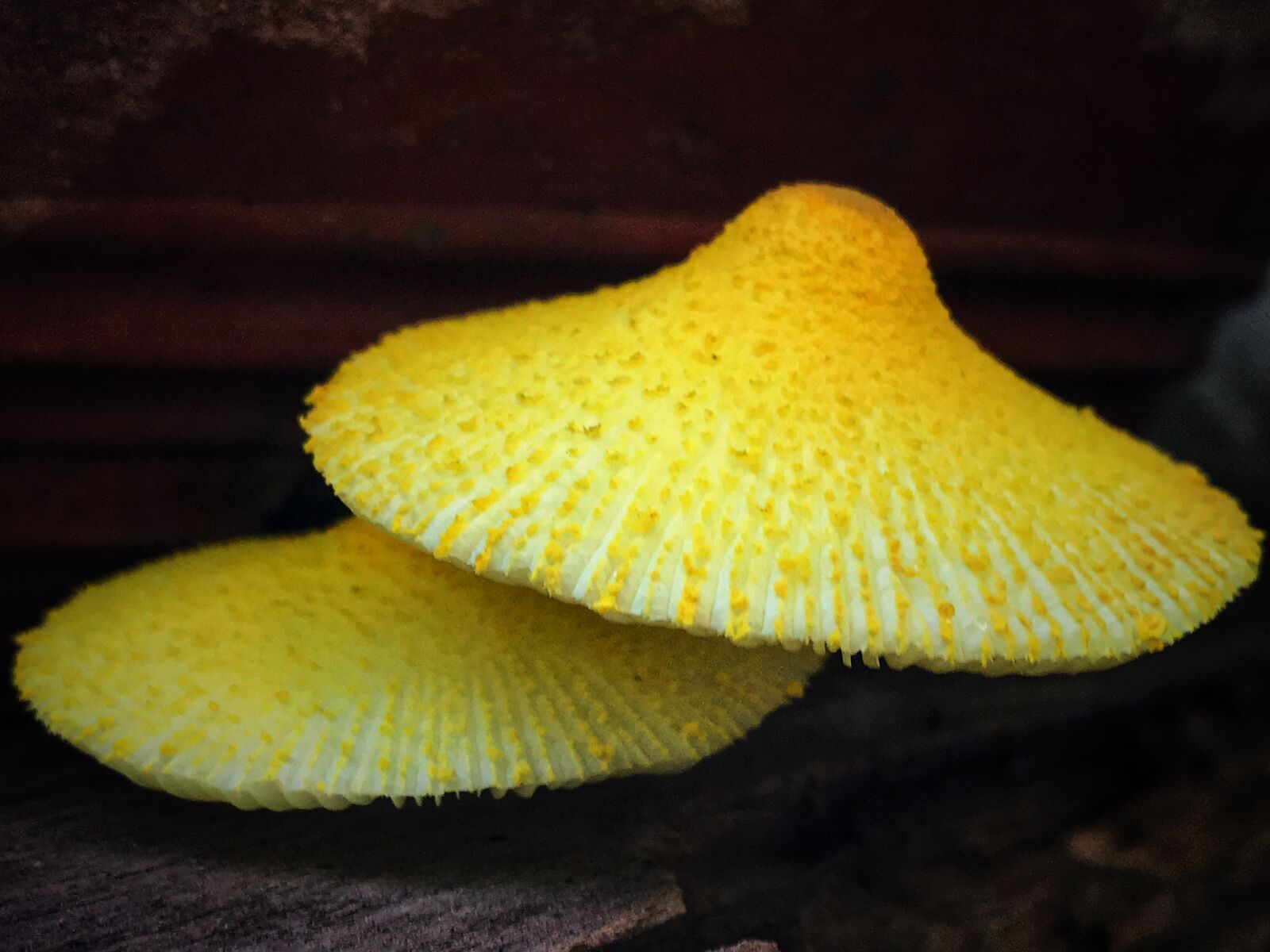 Apple iPhone 7 Plus sample photo. Mushrooms, though, natural photography