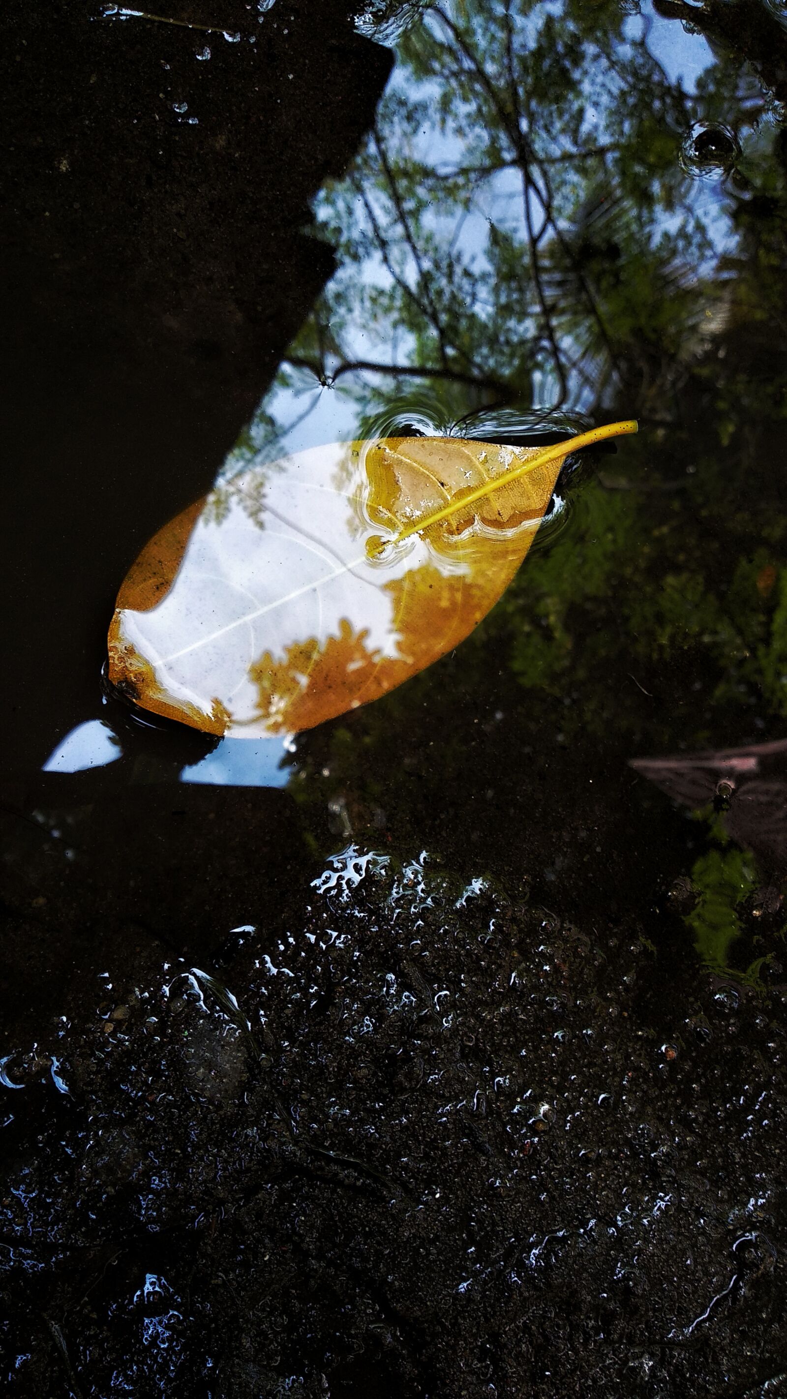 Xiaomi Mi A1 sample photo. Fall, leaves, touchdown photography
