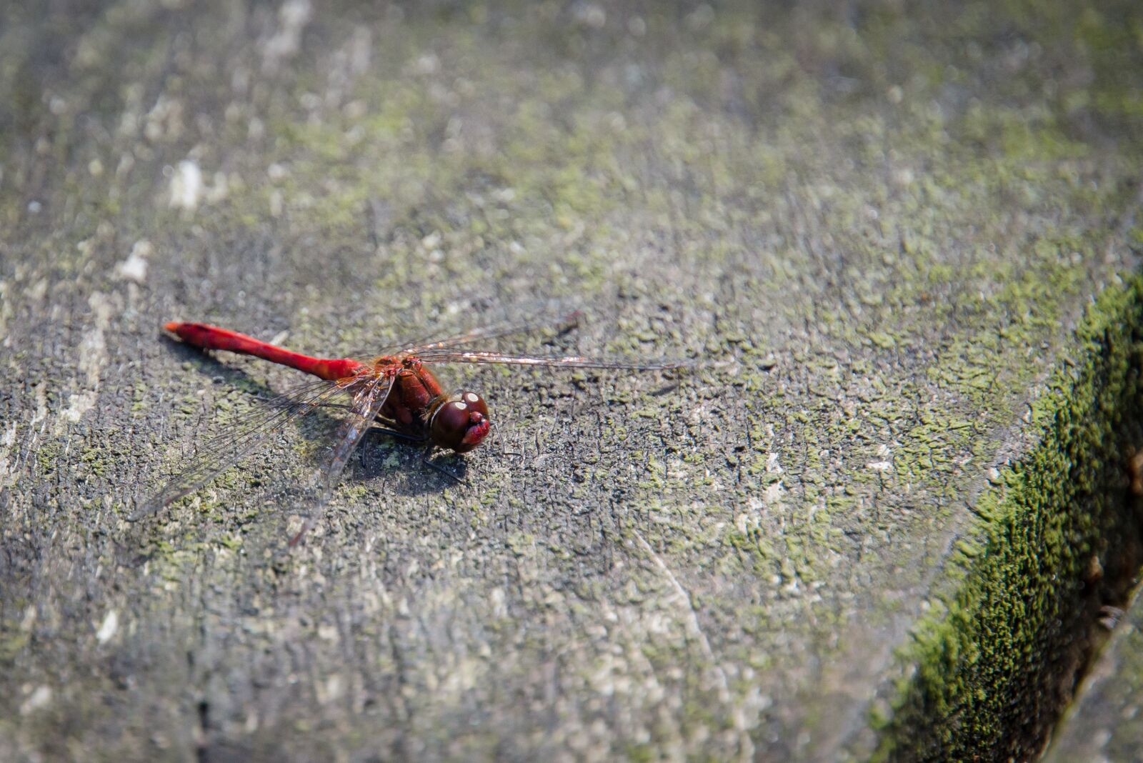 Nikon D7000 sample photo. Dragonfly, red, insect photography