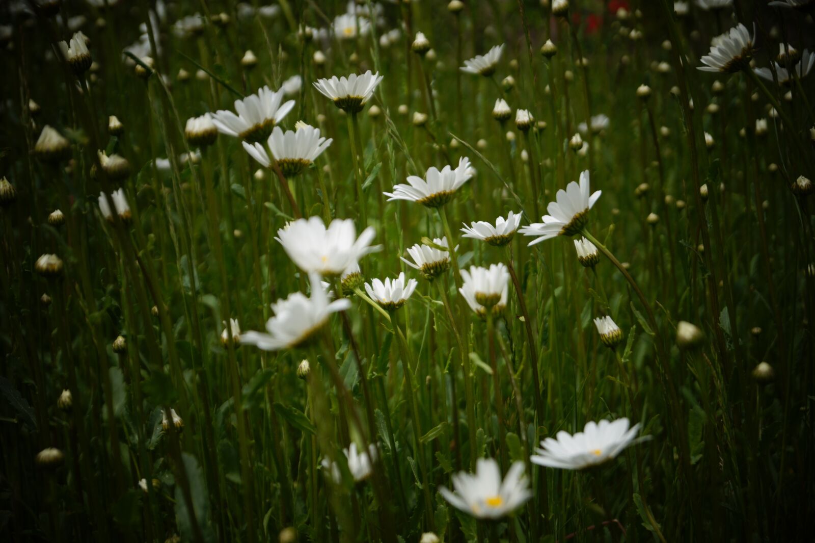 Sony DT 18-55mm F3.5-5.6 SAM II sample photo. Meadow, flowers photography