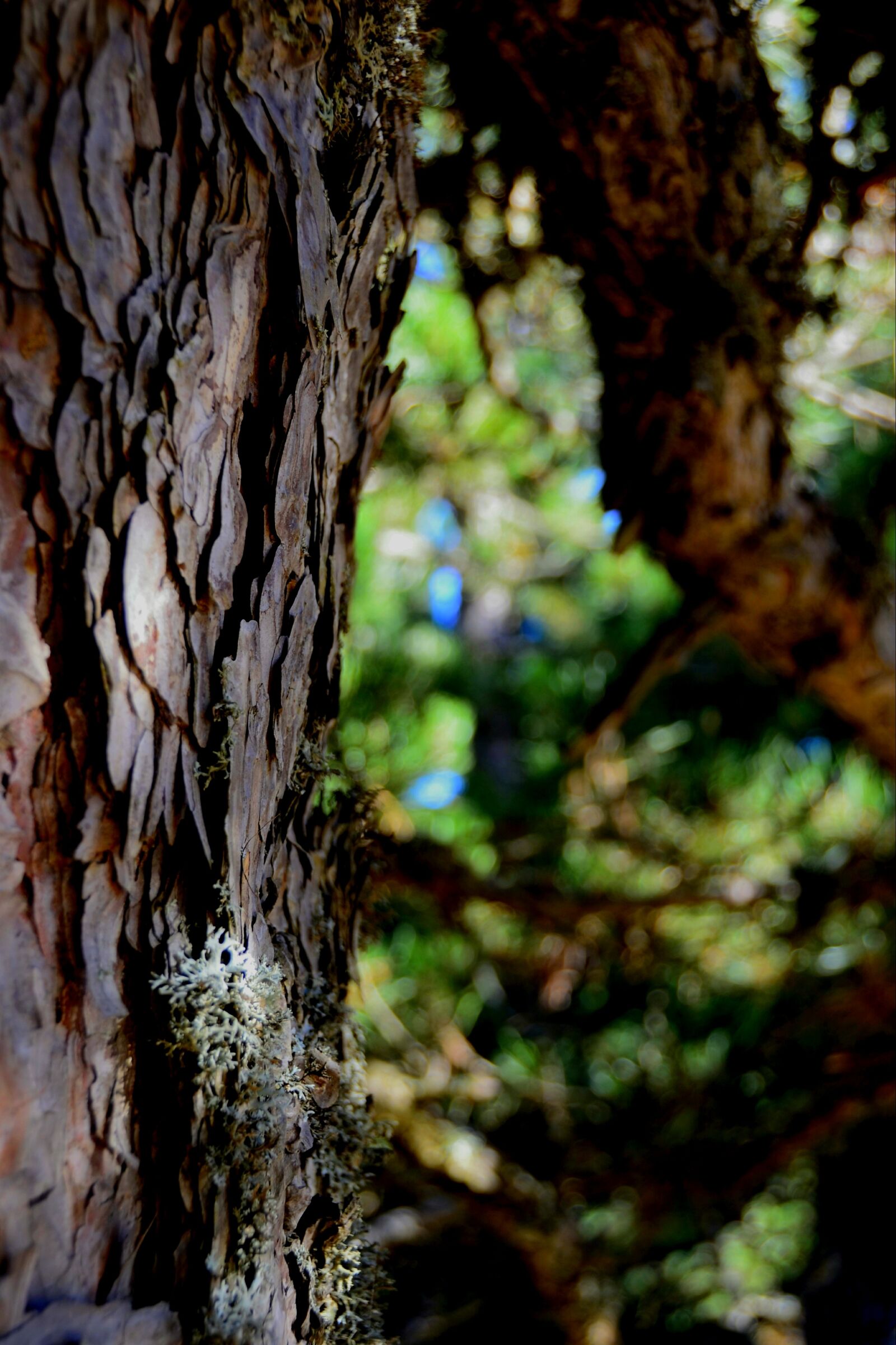 Nikon D3100 sample photo. Tree, green, wood-fibre boards photography