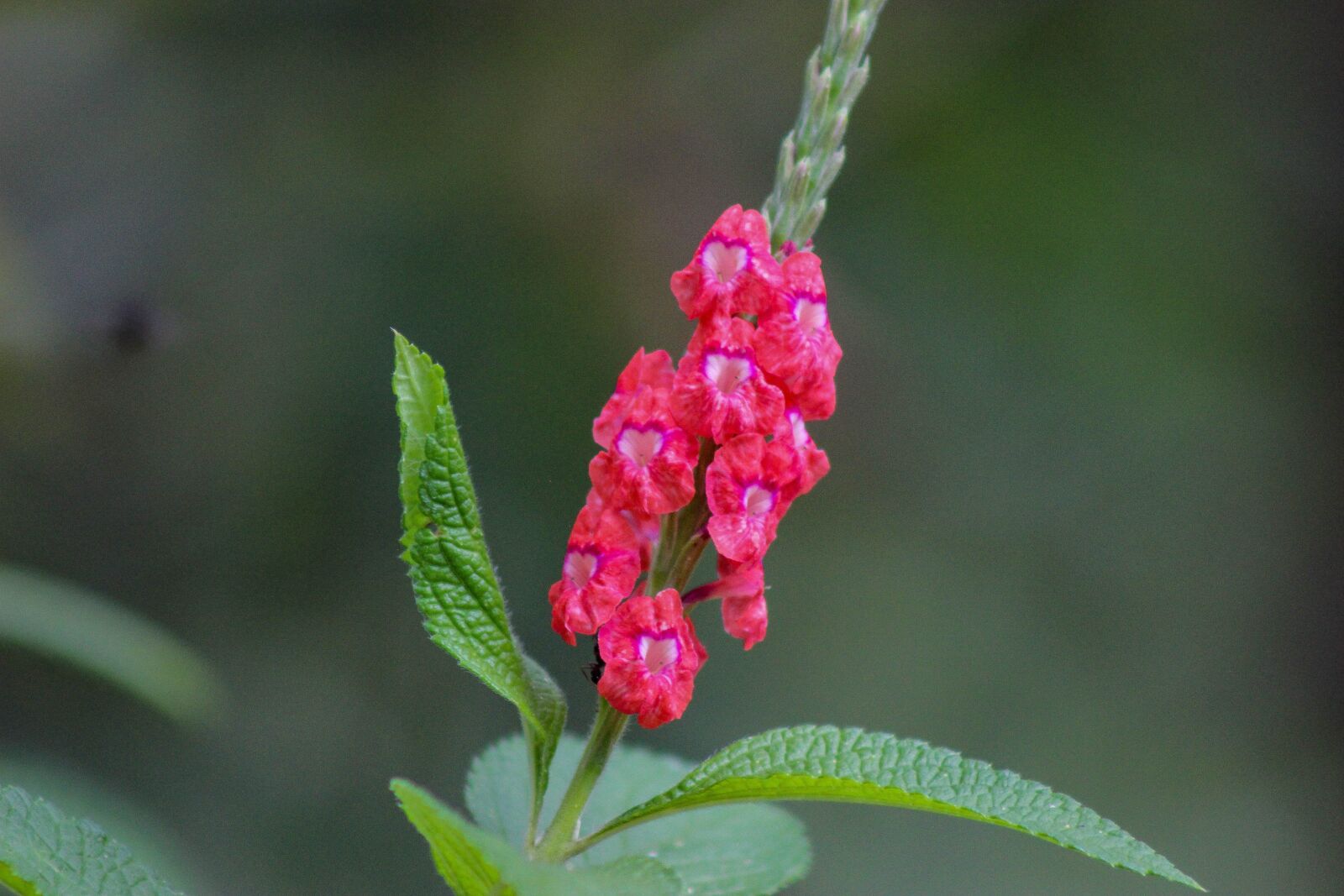 Canon EOS 600D (Rebel EOS T3i / EOS Kiss X5) sample photo. Flower, single flower, love photography