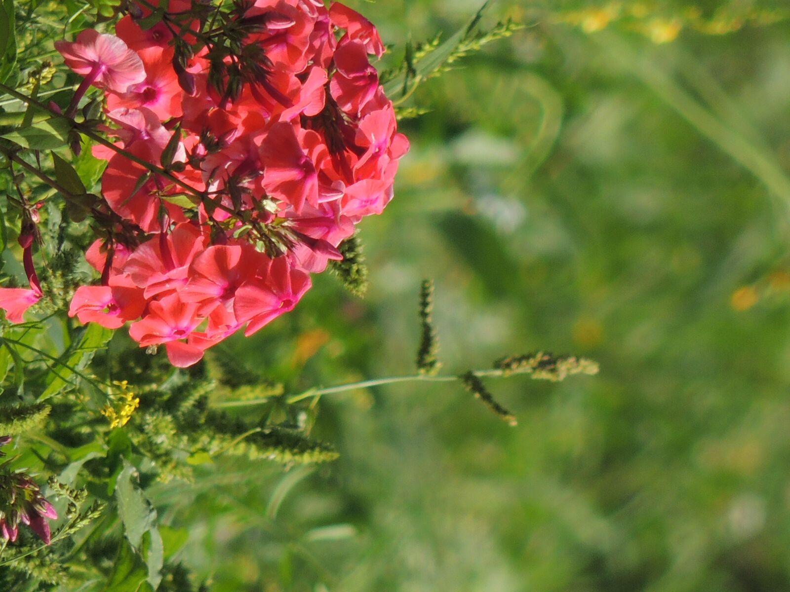Nikon Coolpix P510 sample photo. Flowers, pink, nature photography