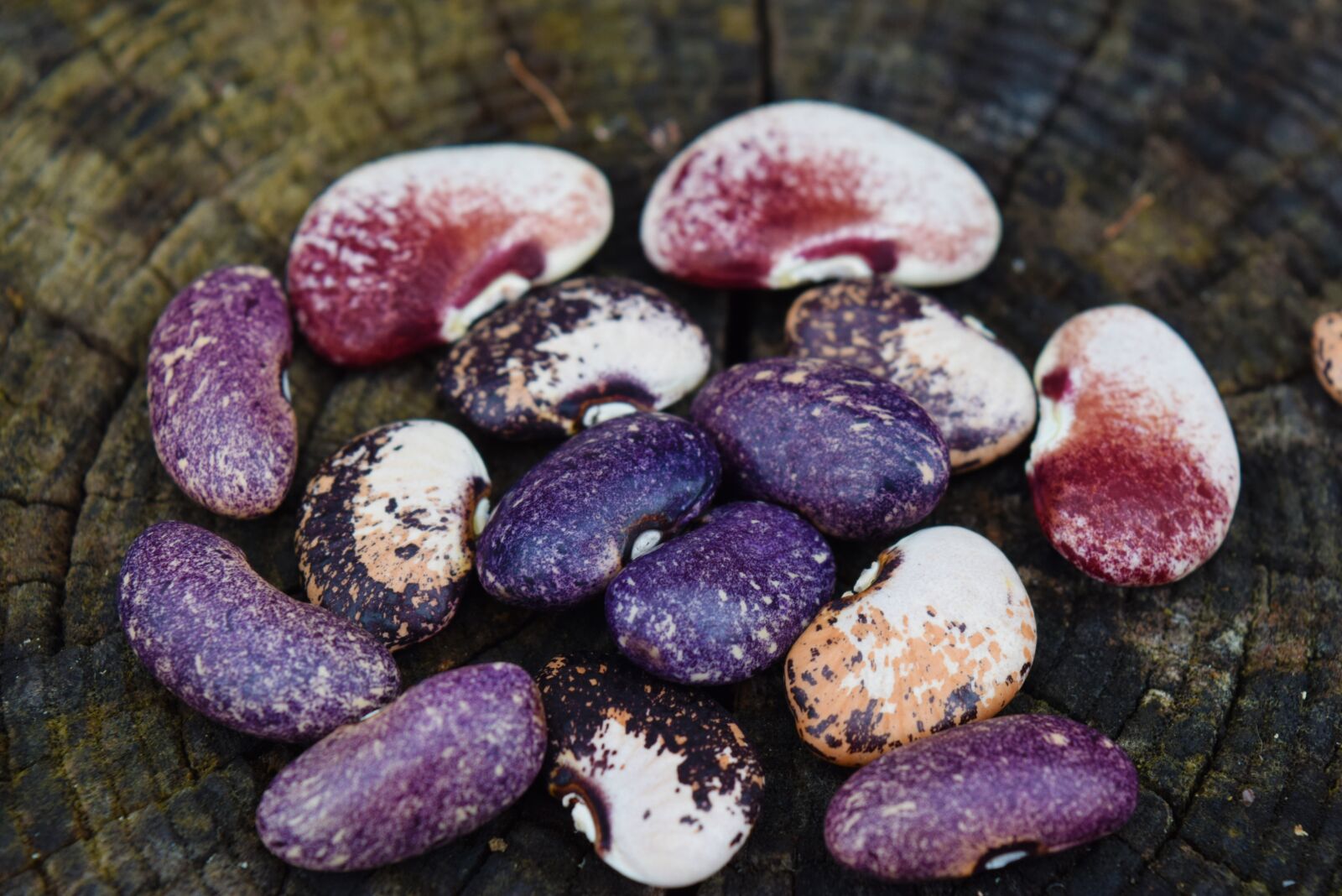 Nikon D3300 sample photo. Garden, seed, bean photography