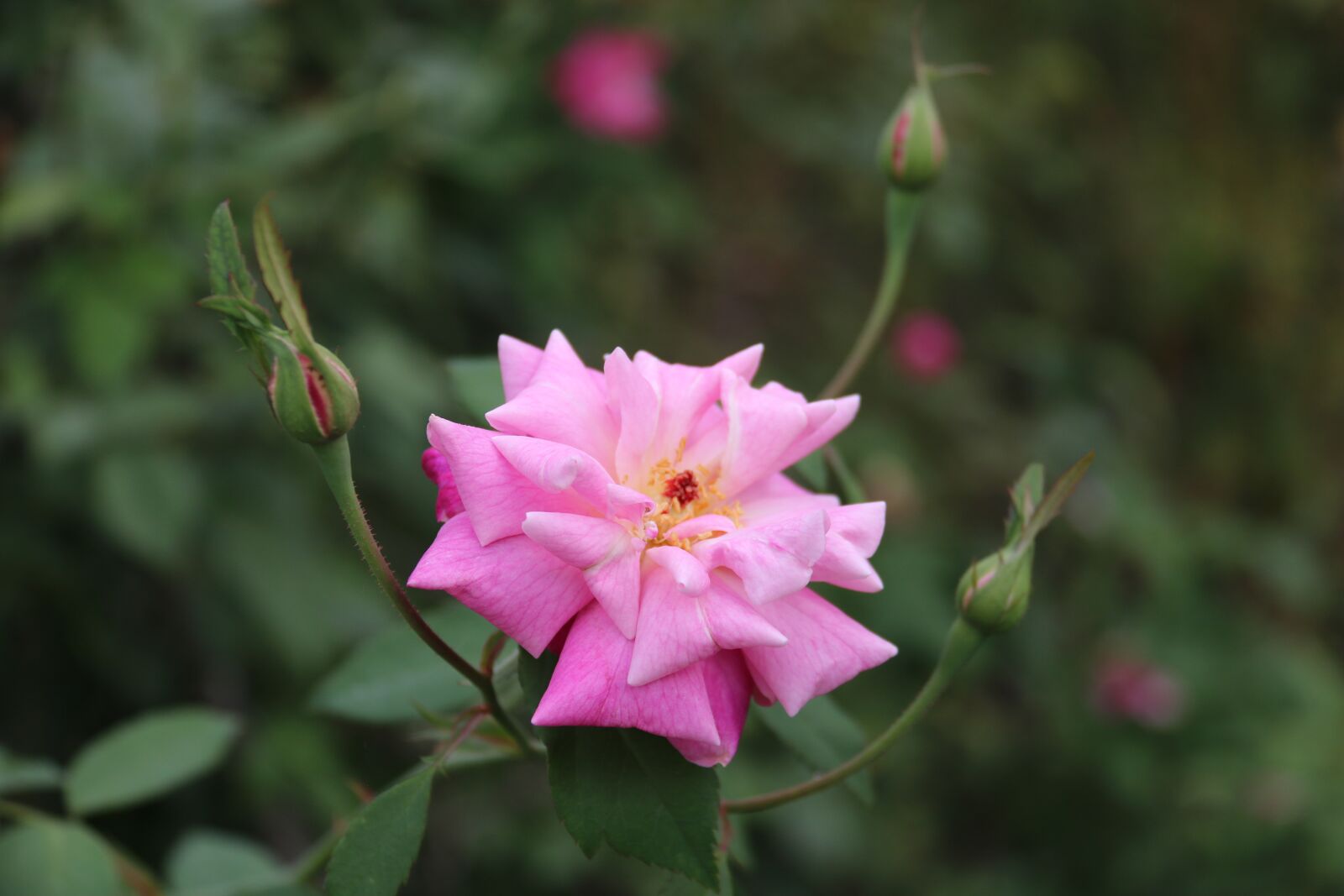 Canon EOS 750D (EOS Rebel T6i / EOS Kiss X8i) + Canon EF-S 18-200mm F3.5-5.6 IS sample photo. Rose, outdoor, nature photography