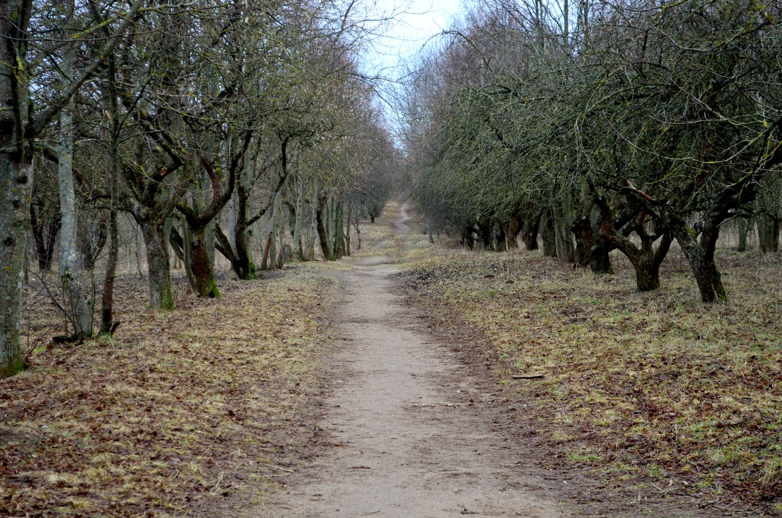 Nikon D5100 sample photo. Garden, landscape, track photography