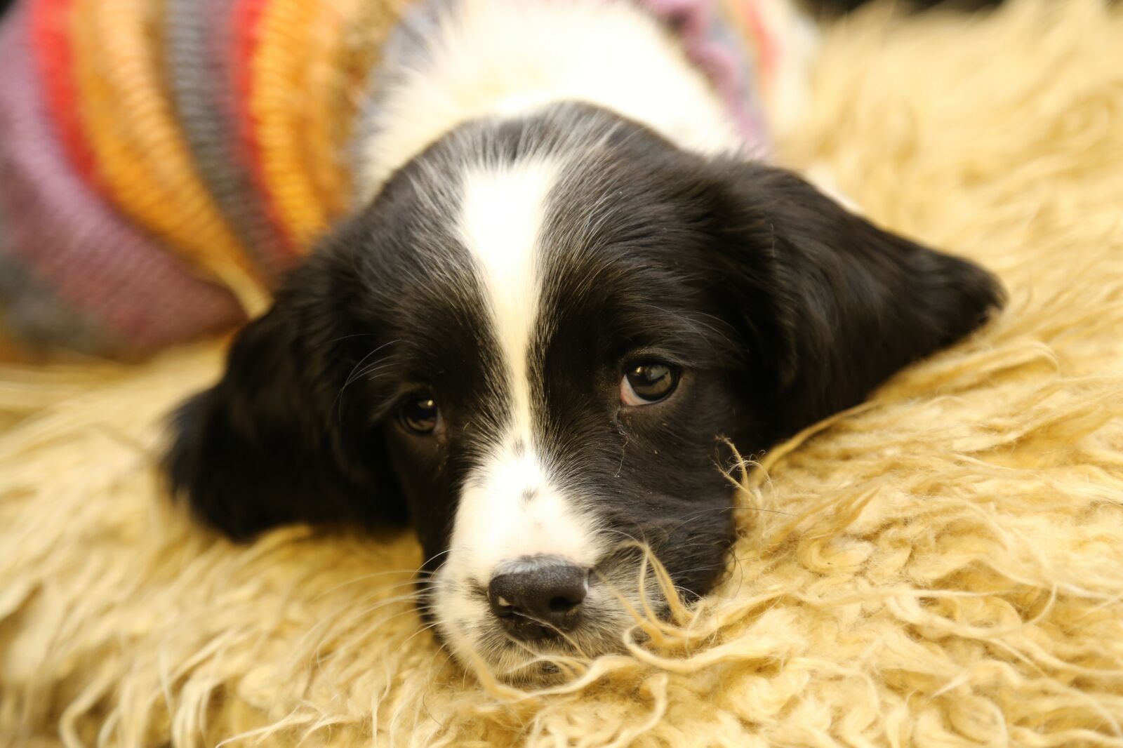 Canon EOS 6D + Canon EF 24-105mm F4L IS USM sample photo. Cute, puppy, snuggly photography