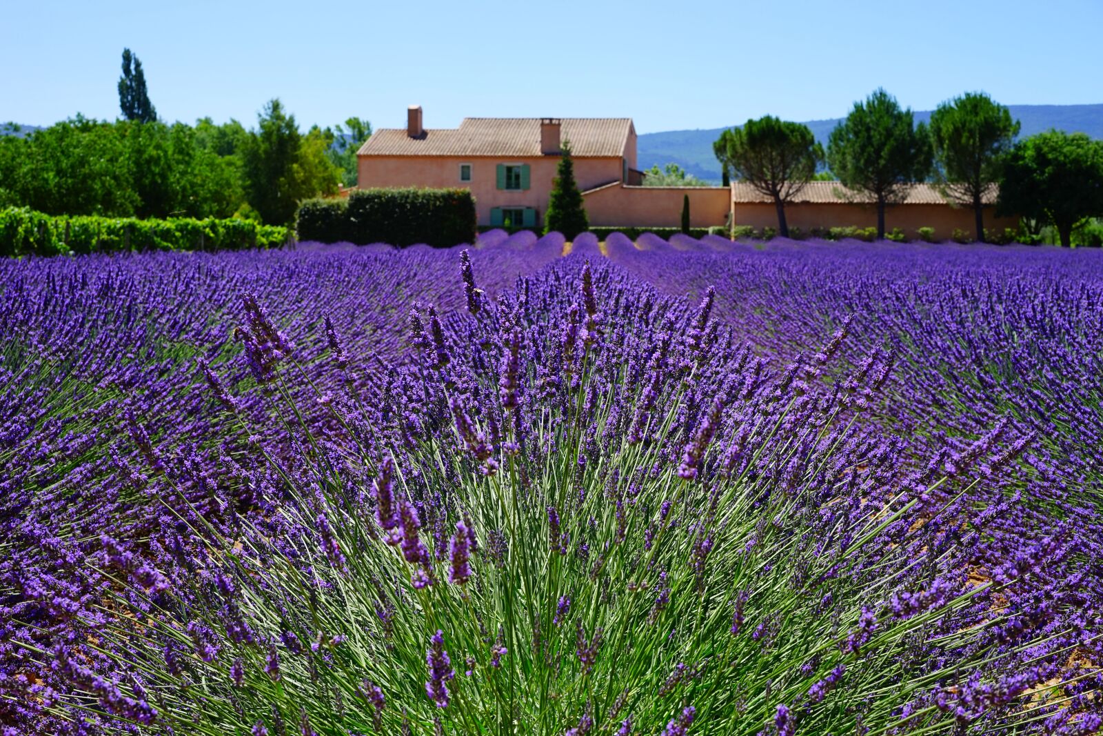 Sony a7 + Sony Sonnar T* FE 55mm F1.8 ZA sample photo. Lavender, estate, property photography