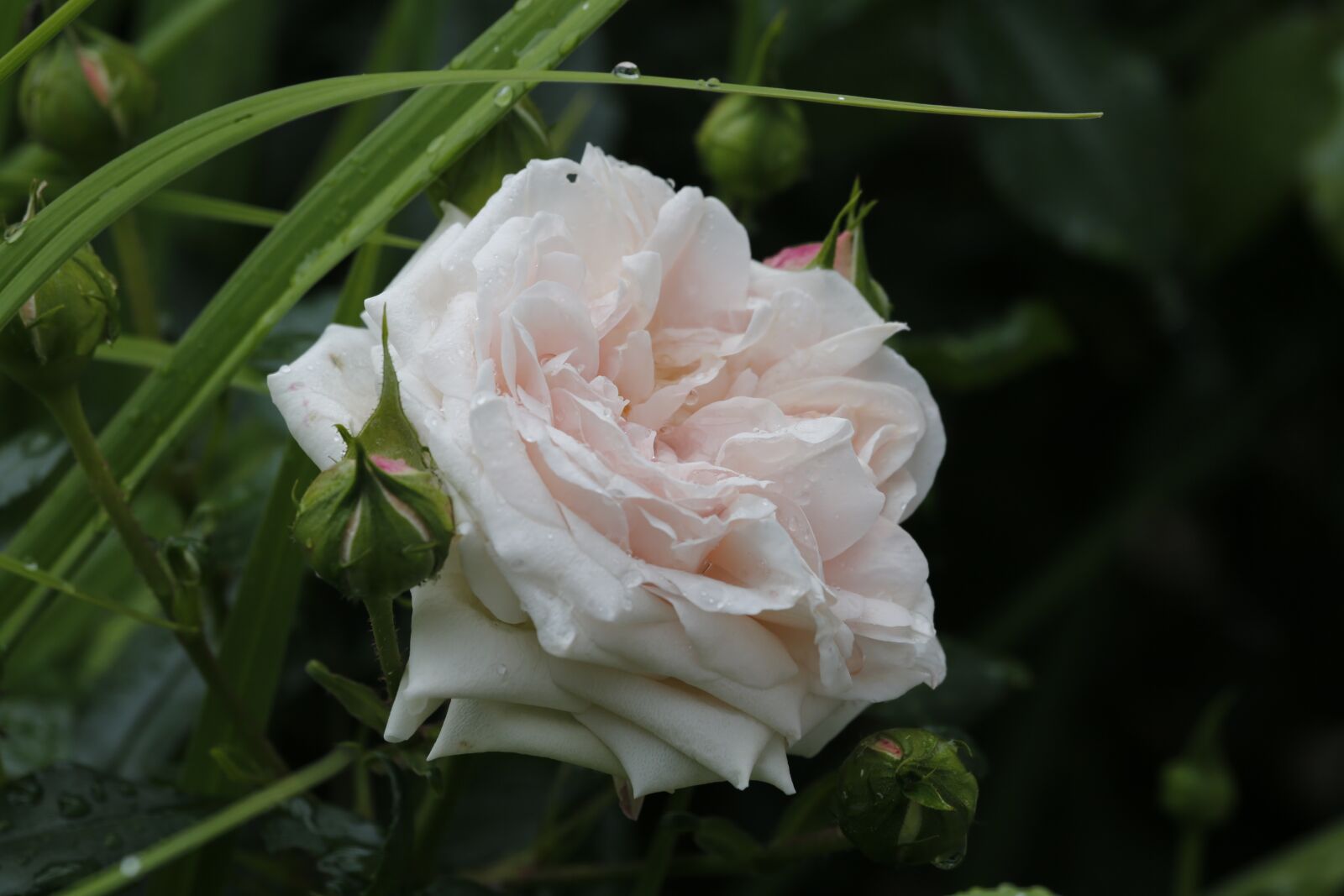 Canon EF 100-400mm F4.5-5.6L IS USM sample photo. Flowers, spring, beauty photography