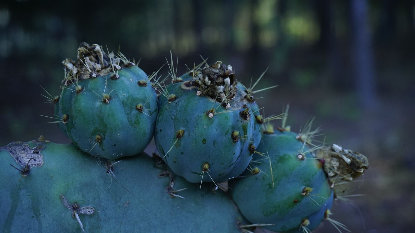 Sony a6000 sample photo. Nopales, tunas, espinas photography