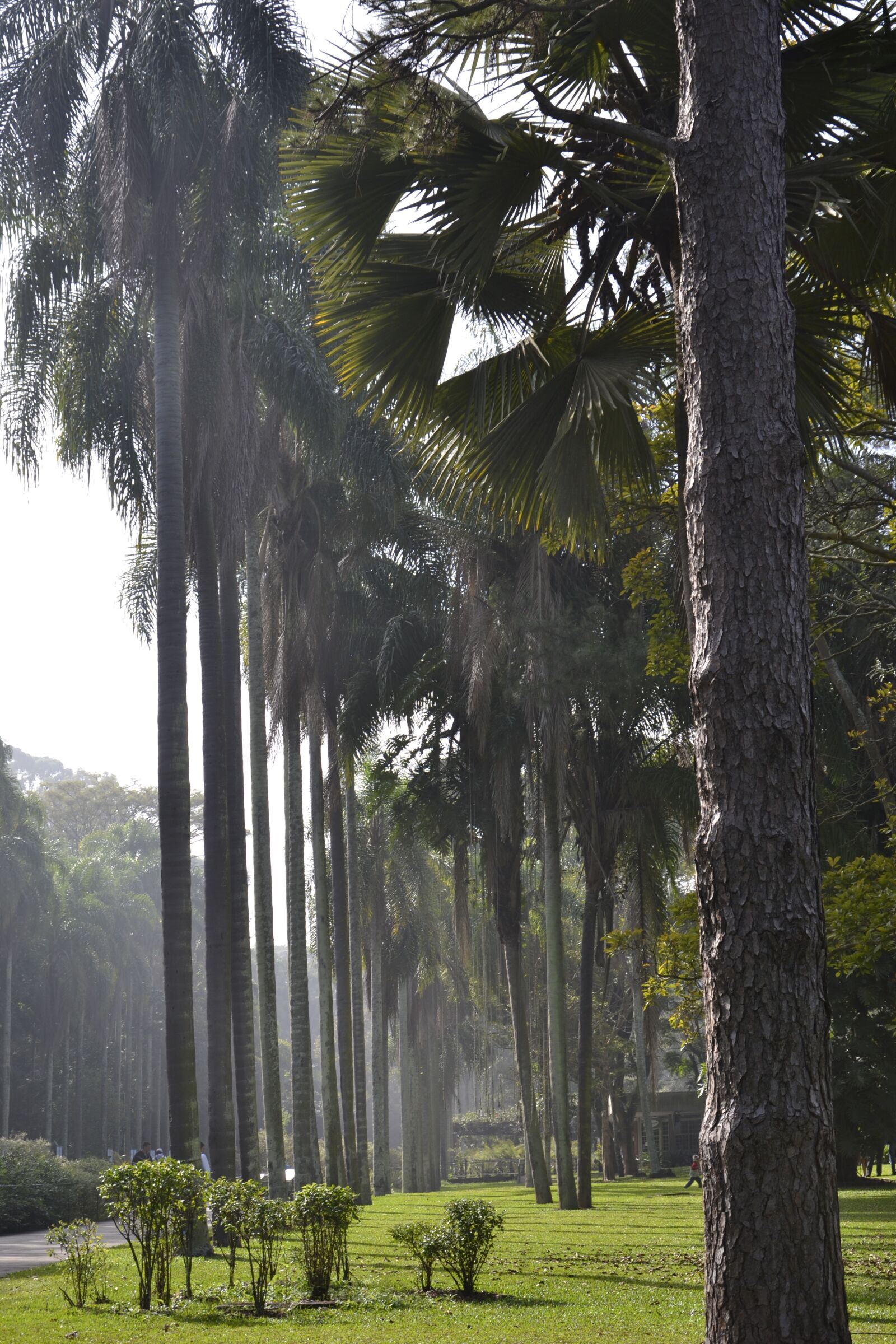 Nikon D3100 sample photo. Trees, palm tree, palm photography