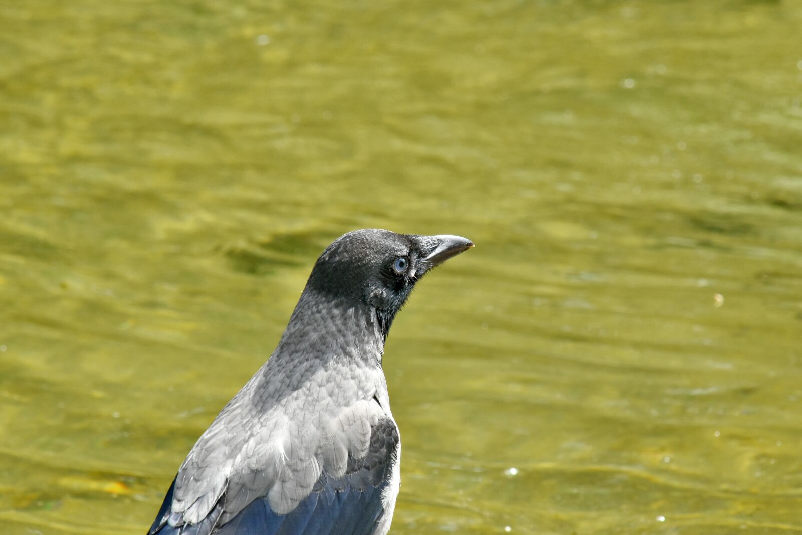 Nikon D5500 sample photo. Head, side view, bird photography