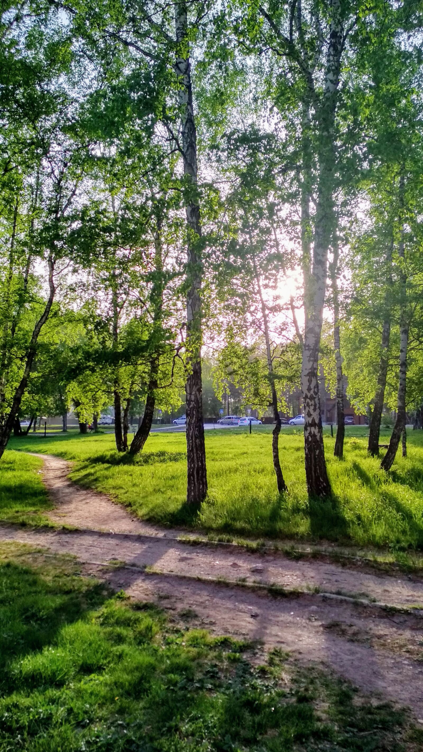 Xiaomi Redmi 4X sample photo. Trees, green, grass photography