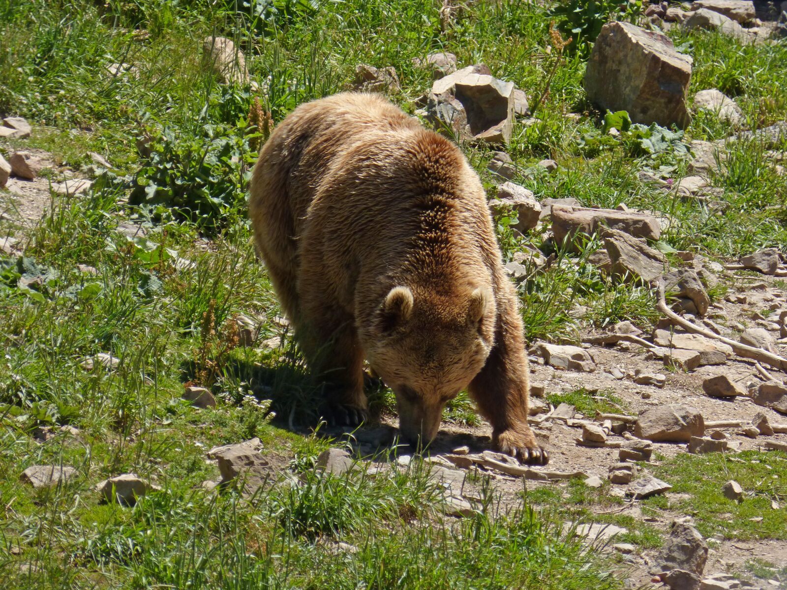 Panasonic DMC-FZ62 sample photo. Bear, brown bear, mountain photography